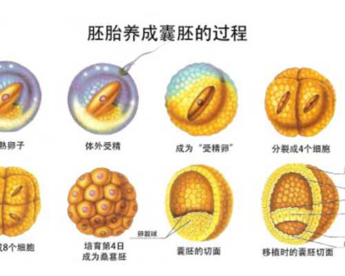 重庆助孕QQ群 重庆做试管婴儿的条件 ‘四维单子图像看男女’