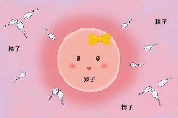 武汉供卵试管产子要多少钱 2024武汉大学人民医院试管婴儿生男孩成功率一览