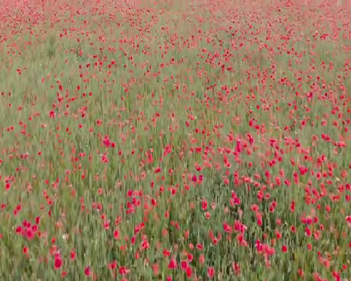重庆代生机构成功率 重庆民营试管医院排名 ‘32周双顶径看男女’